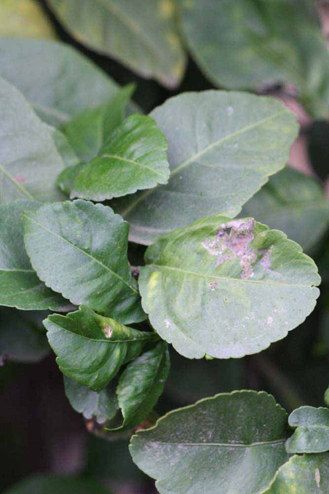               Sun leaves (Cook, Riverside,   CA)   